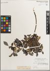 Foto von Salix myrsinifolia Salisb.
